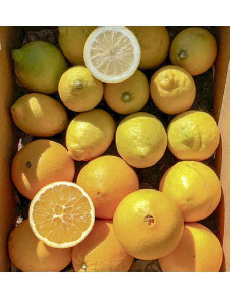 Oranges et citrons | Fruits en ligne