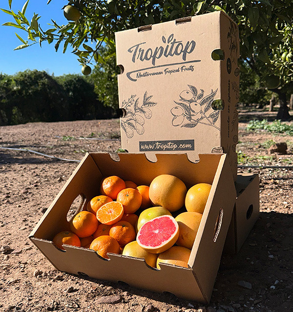 Clementina tangerina e toranja direto do campo para sua casa