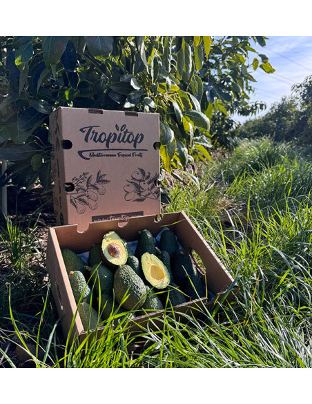 Hass Avocado | Buy online