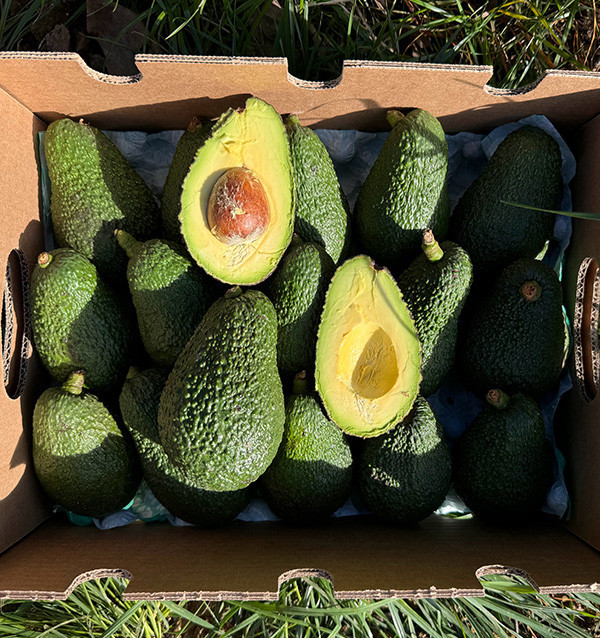Avocados Online Kaufen | Bestellen aus Spanien - Tropitop