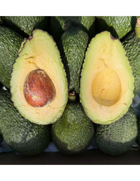 Acquista gli avocado online su Tropitop