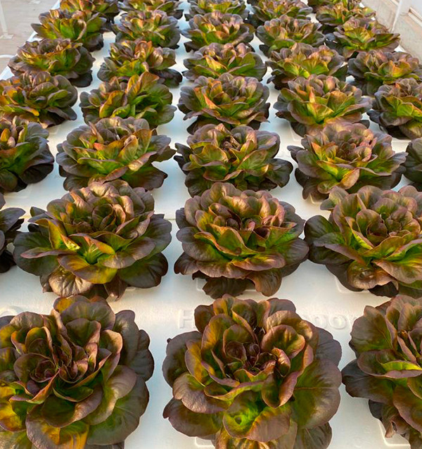 Buy Hydroponic Lettuce Online - Fresh, Living Lettuce from Tropitop