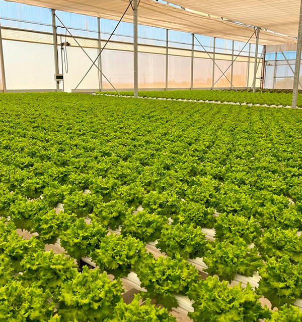 Comprar Lechugas Hidropónicas Online - Lechugas vivas sabrosas y de calidad Tropitop