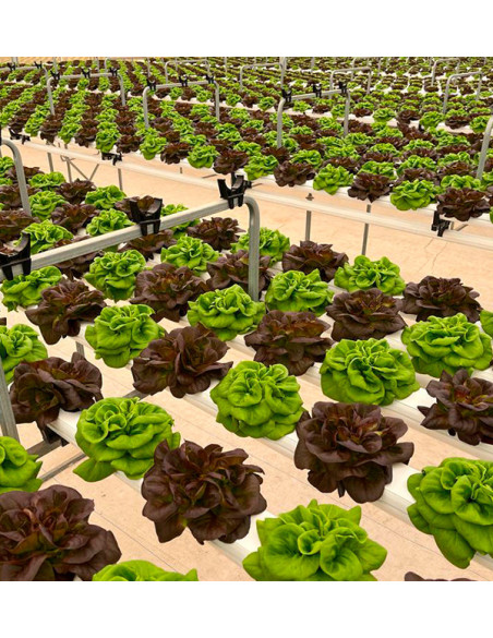 Hydroponischer Salat online kaufen – Frischer, lebender Salat von Tropitop