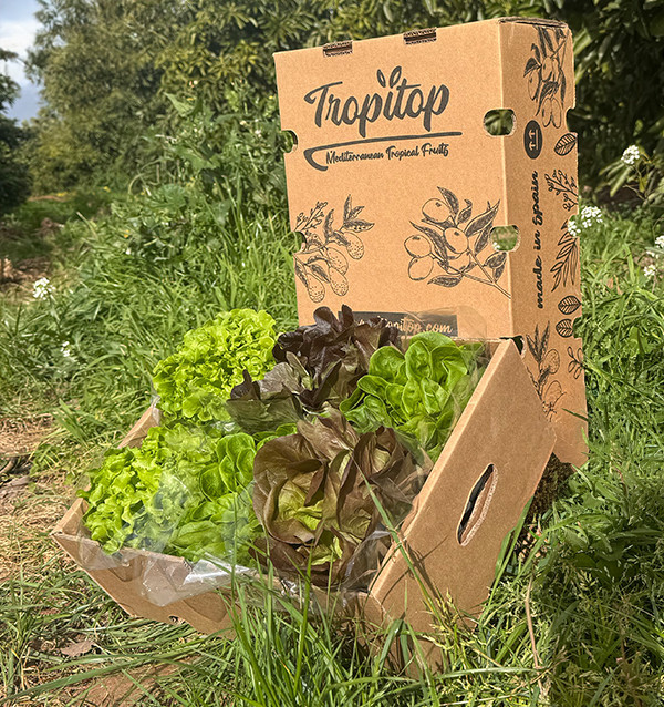 Hydroponischer Salat online kaufen – Frischer, lebender Salat von Tropitop 2