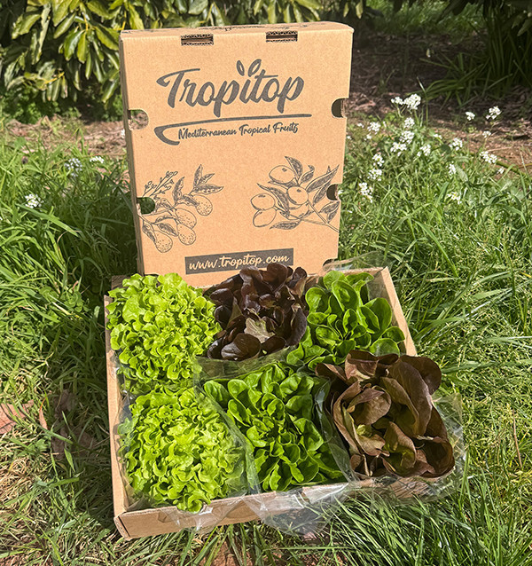 Buy Hydroponic Lettuce Online - Fresh, Living Lettuce from Tropitop