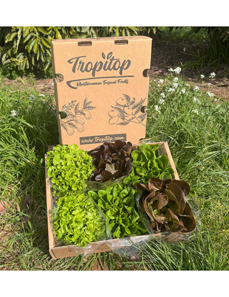 Acheter des Laitues Hydroponiques en Ligne - Laitues vivantes savoureuses et de qualité Tropitop