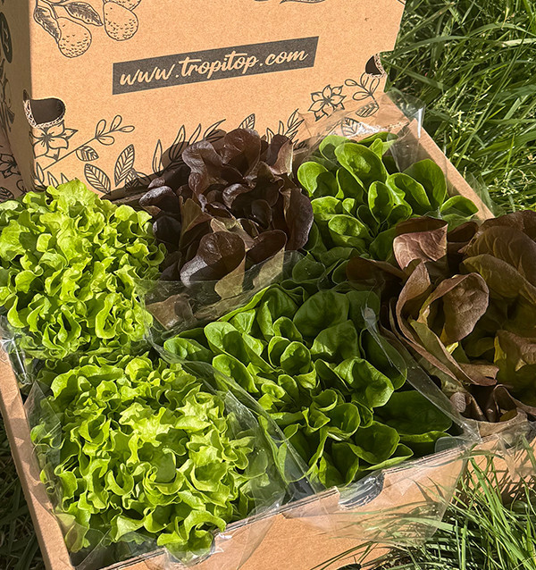 Hydroponischer Salat online kaufen – Frischer, lebender Salat von Tropitop