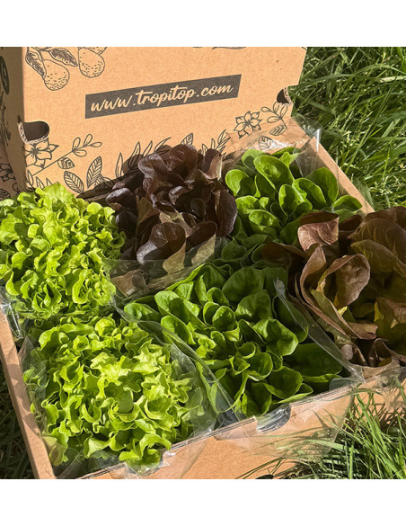 Buy Hydroponic Lettuce Online - Fresh, Living Lettuce from Tropitop