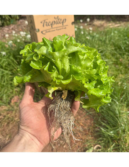 Hydroponischer Salat online kaufen – Frischer, lebender Salat von Tropitop