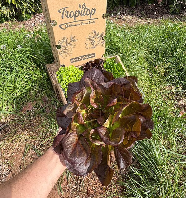 Comprar Lechugas Hidropónicas Online - Lechugas vivas sabrosas y de calidad Tropitop