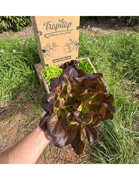Buy Hydroponic Lettuce Online - Fresh, Living Lettuce from Tropitop
