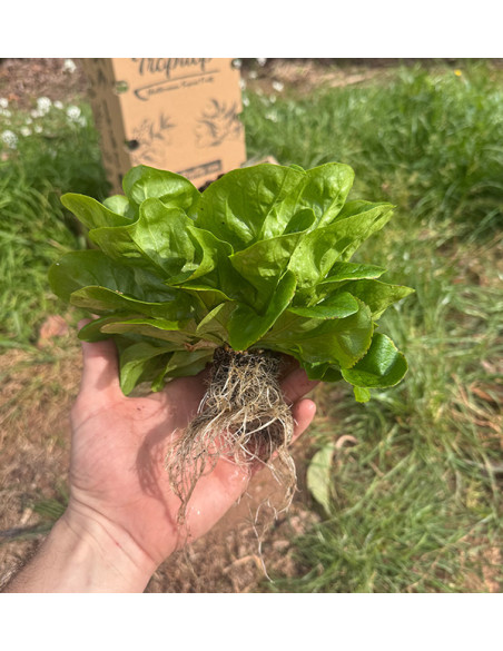 Buy Hydroponic Lettuce Online - Fresh, Living Lettuce from Tropitop