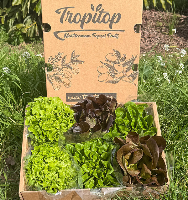 Comprar Lechugas Hidropónicas Online - Lechugas vivas sabrosas y de calidad Tropitop