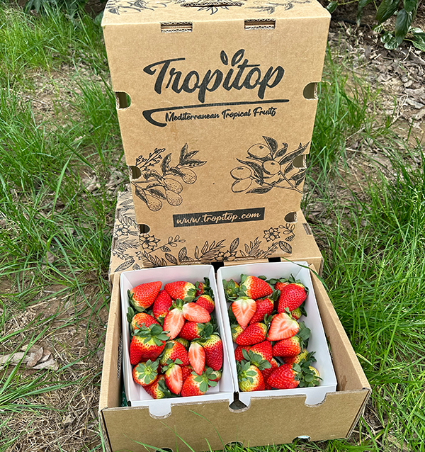 Acquista Fragole Online su Tropitop | Direttamente dal campo alla tua tavola