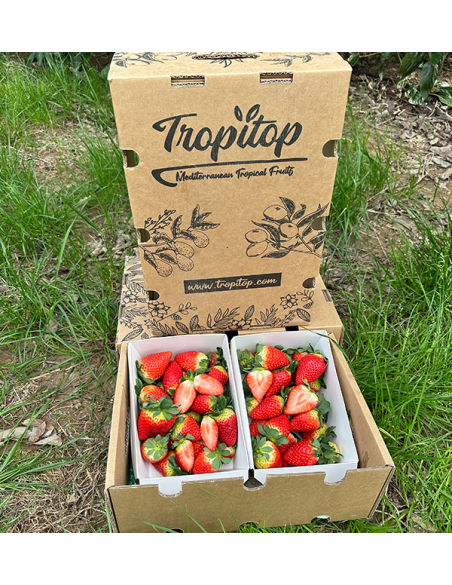 Erdbeeren Online Kaufen bei Tropitop | Direkt vom Feld auf Ihren Tisch