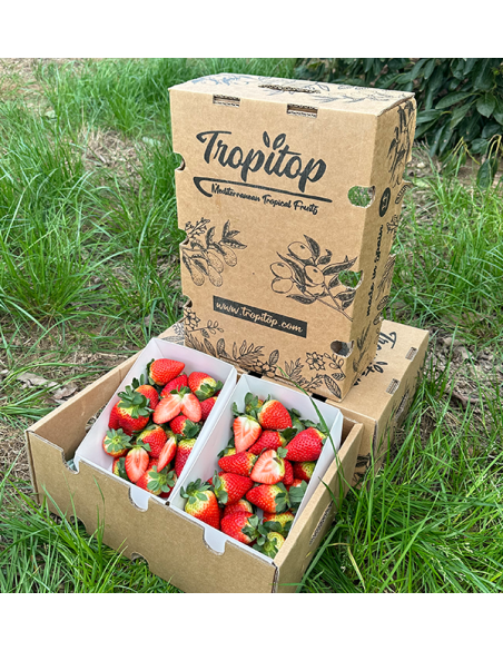 Erdbeeren Online Kaufen bei Tropitop | Direkt vom Feld auf Ihren Tisch