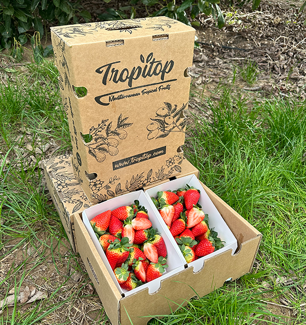 Buy Strawberries Online at Tropitop | Directly from the Field to Your Table