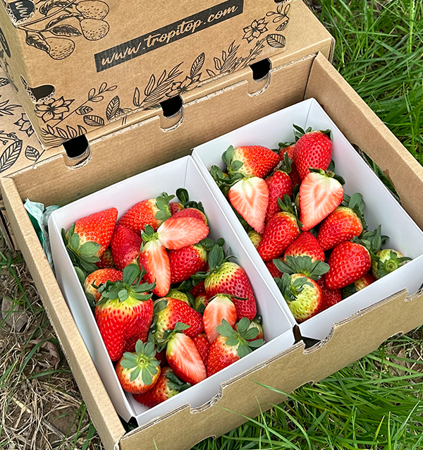 Acheter des Fraises en Ligne sur Tropitop | Directement du champ à votre table