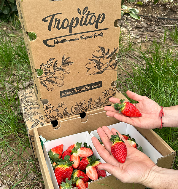 Erdbeeren Online Kaufen bei Tropitop | Direkt vom Feld auf Ihren Tisch