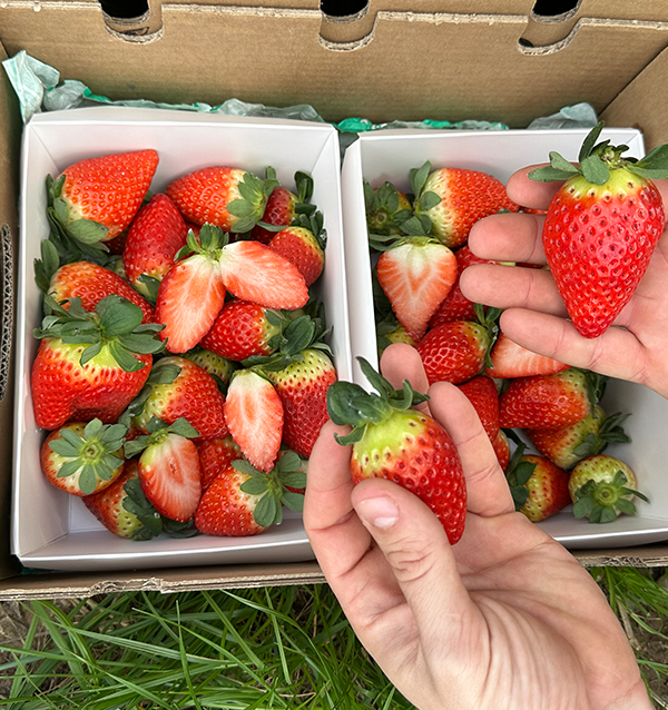 Erdbeeren Online Kaufen bei Tropitop | Direkt vom Feld auf Ihren Tisch