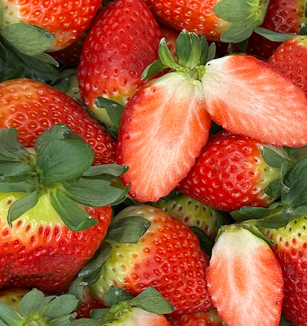 Acquista Fragole Online su Tropitop | Direttamente dal campo alla tua tavola