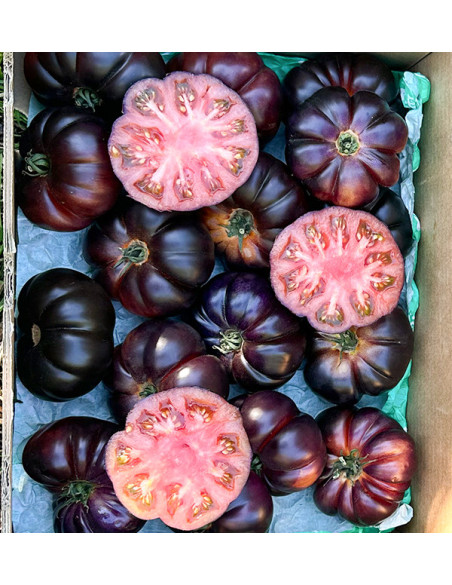 Acquista Pomodoro Blu Online su Tropitop