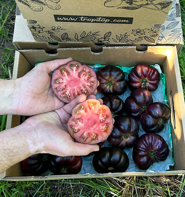 Blauen Tomaten Online bei Tropitop Kaufen