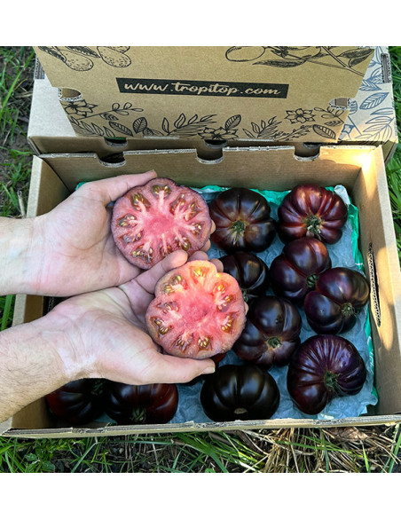 Buy Blue Tomato Online at Tropitop