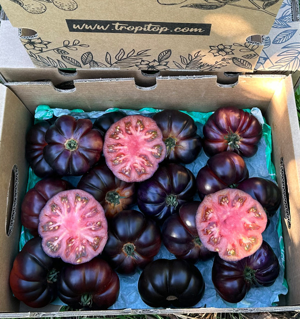 Blauen Tomaten Online bei Tropitop Kaufen