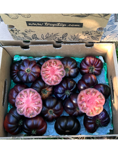 Blauen Tomaten Online bei Tropitop Kaufen