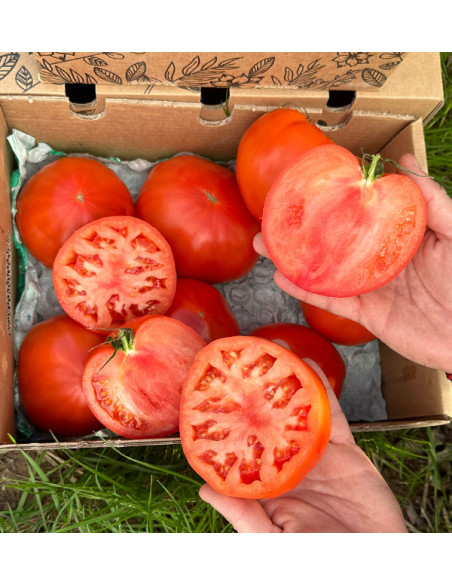 Rinderherz-Tomaten Online bei Tropitop Kaufen