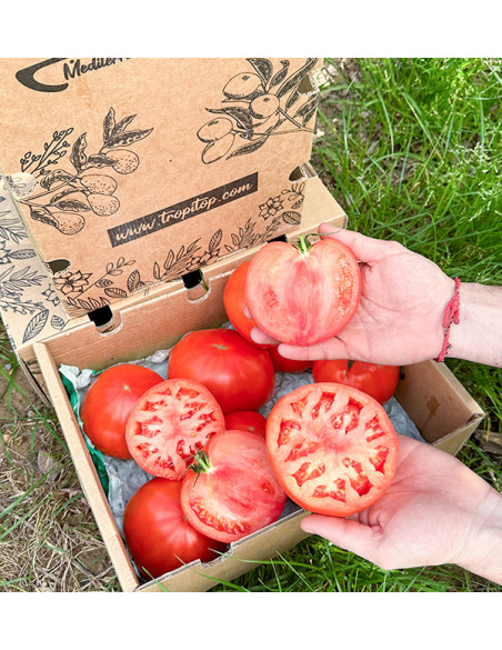 Rinderherz-Tomaten Online bei Tropitop Kaufen