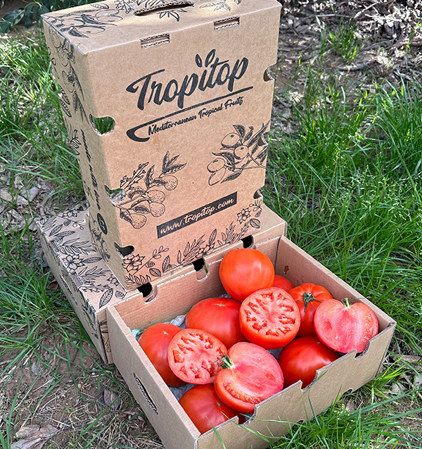 Comprar Tomate Corazón de Buey Online en Tropitop