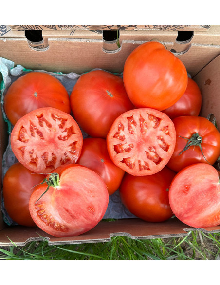 Buy Oxheart Tomato Online at Tropitop