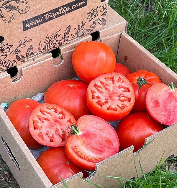 Acheter Tomate Cœur de Bœuf en Ligne sur Tropitop