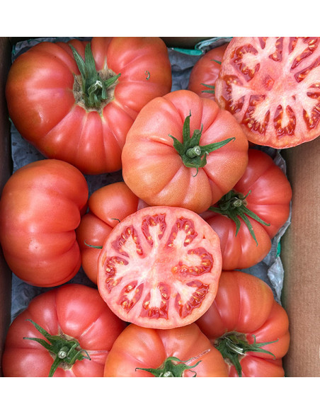 Acquista Pomodoro Rosa Online su Tropitop