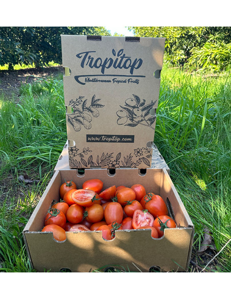Tomate Pera Online bei Tropitop Kaufen