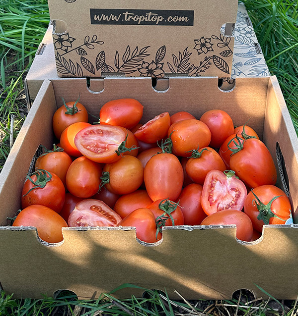 Acquista Pomodoro Pera Online su Tropitop