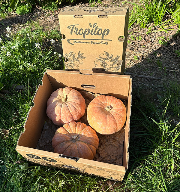 Acheter Courge Ronde en Ligne | Directement du Producteur – Tropitop