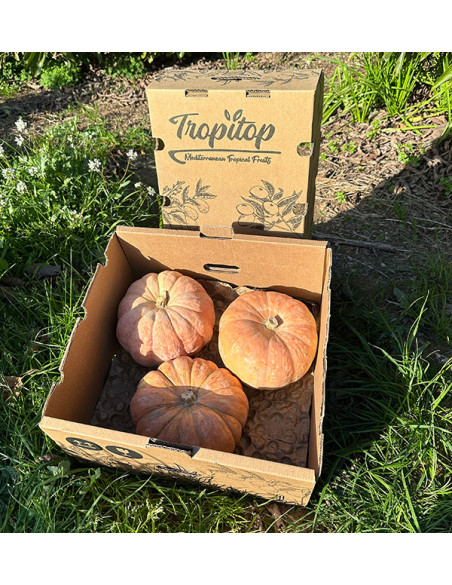 Comprar Calabaza Redonda Online | Directa del Agricultor – Tropitop