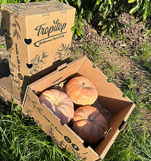 Acheter Courge Ronde en Ligne | Directement du Producteur – Tropitop 2
