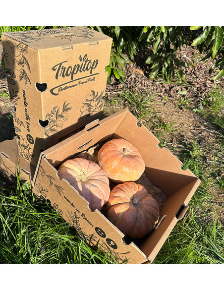Buy Round Pumpkin Online | Direct from the Farmer – Tropitop