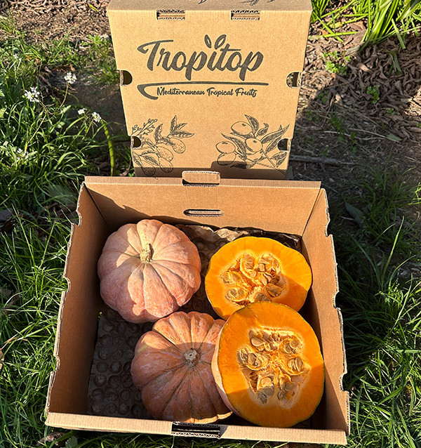 Buy Round Pumpkin Online | Direct from the Farmer – Tropitop