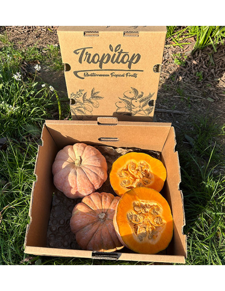 Comprar Calabaza Redonda Online | Directa del Agricultor – Tropitop