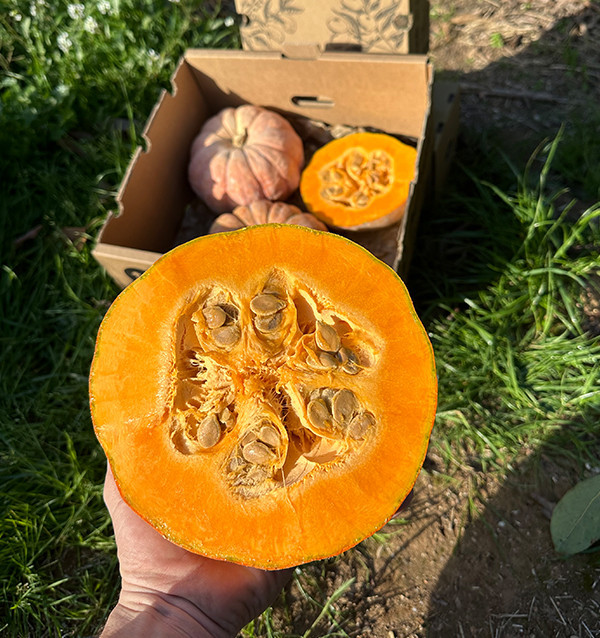Buy Round Pumpkin Online | Direct from the Farmer – Tropitop