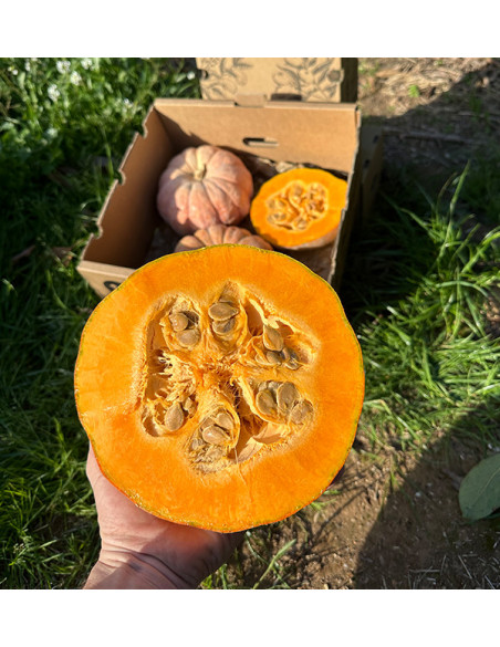Buy Round Pumpkin Online | Direct from the Farmer – Tropitop