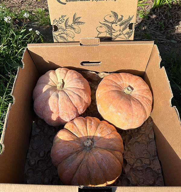 Buy Round Pumpkin Online | Direct from the Farmer – Tropitop