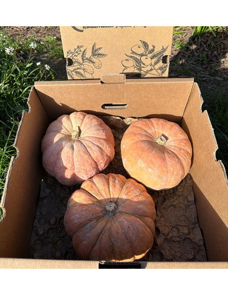 Buy Round Pumpkin Online | Direct from the Farmer – Tropitop