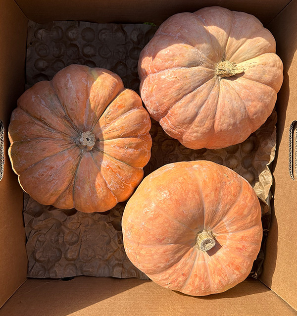 Buy Round Pumpkin Online | Direct from the Farmer – Tropitop